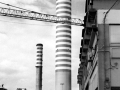 cane industriale
