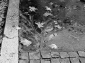 come d'autunno
