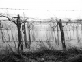fosche vigne