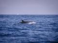 delfino