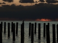 ostia locandina
