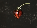 fragola